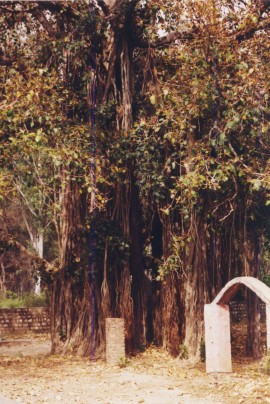 Baum