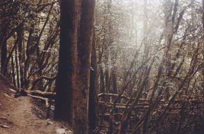 Wald