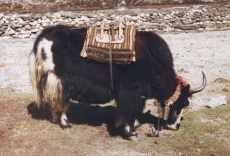 Yak