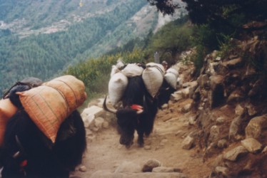 Yaks